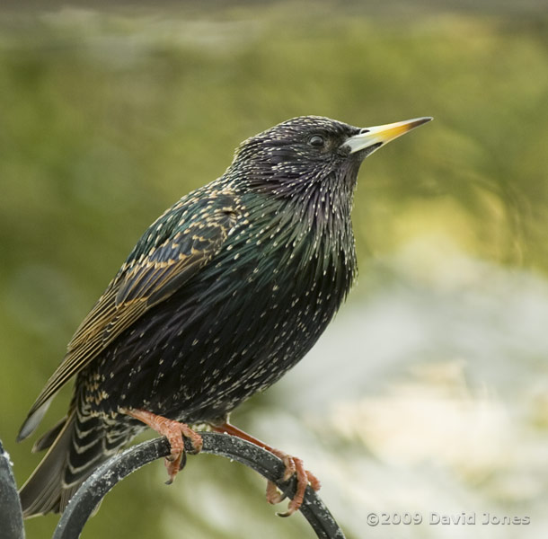 A Starling perched on a feeder support - today