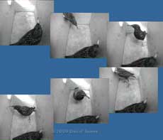 An encounter between the Starling pair - 1