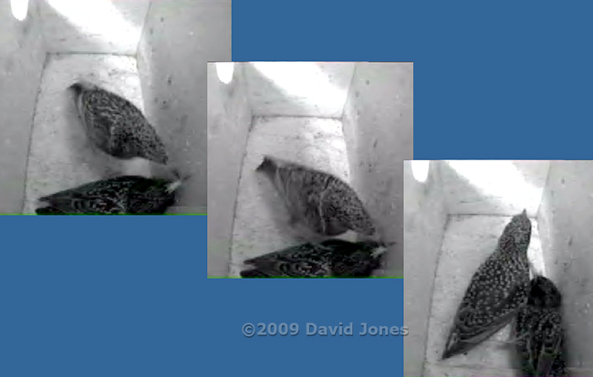 An encounter between the Starling pair - 2 (a closer look)