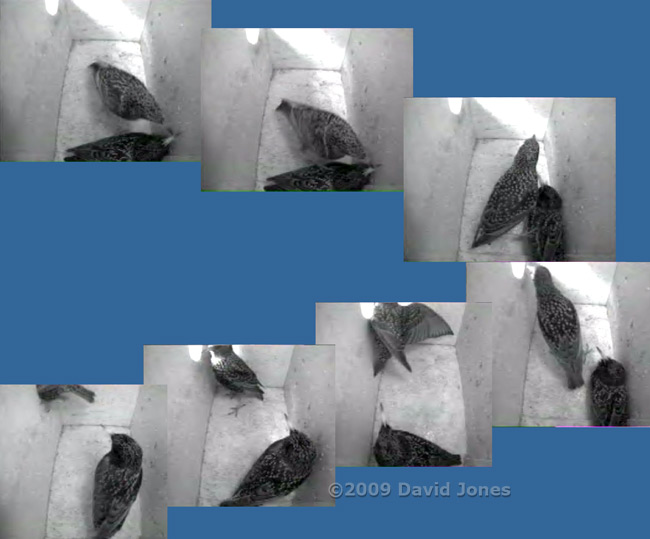 An encounter between the Starling pair - 2