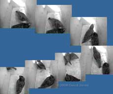 An encounter between the Starling pair - 2