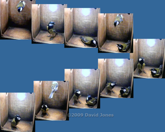 Great Tits visit their nest box at 8.10am