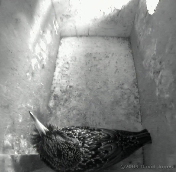 Male Starling displays as he sings