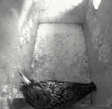 Male Starling displays as he sings