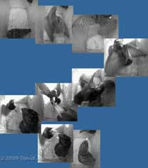 Male Starling fights with intruder