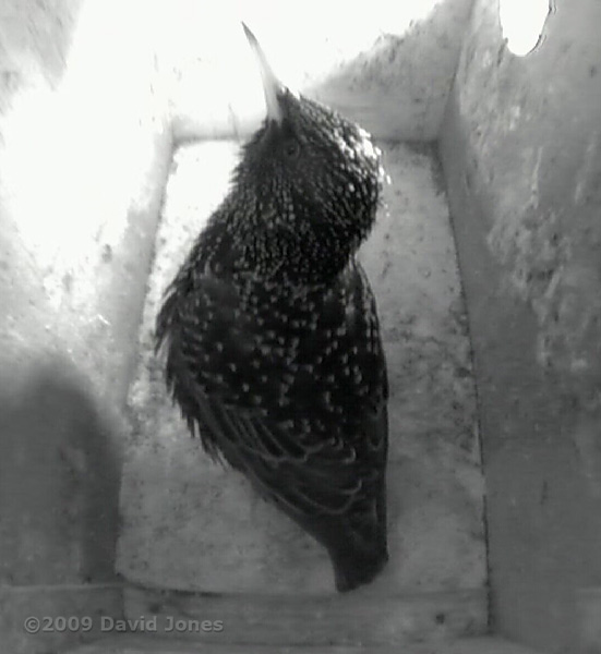 Male Starling after winning the fight