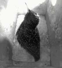 Male Starling after winning the fight