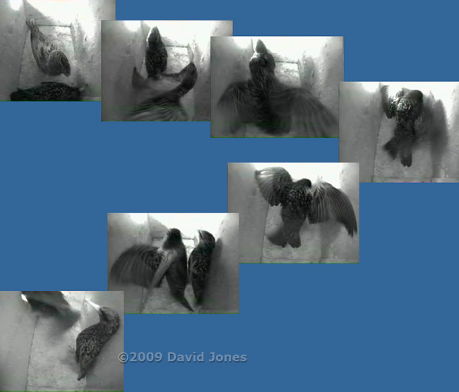 The Starling pair appear to be mating