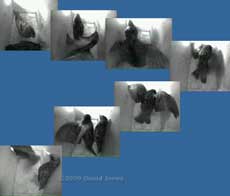 The Starling pair appear to be mating