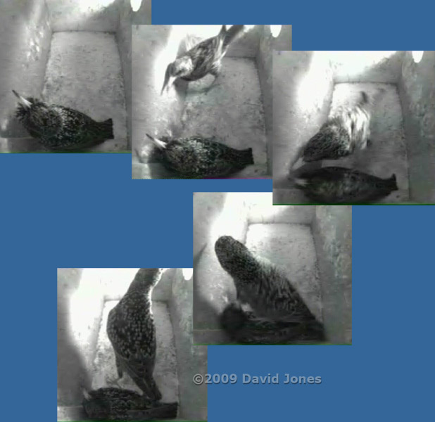 An encounter between the Starling pair - 1