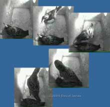 An encounter between the Starling pair - 1