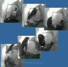 An encounter between the Starling pair - 2