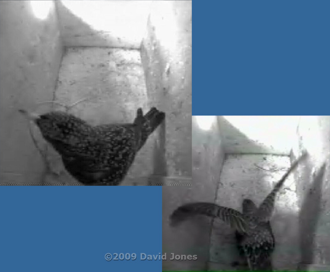 The Starling female brings in a twig, and shuffles