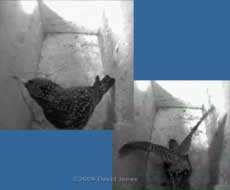 The Starling female brings in a twig, and shuffles