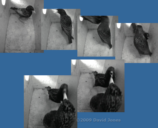 Male /female sequence in Starling box - 1