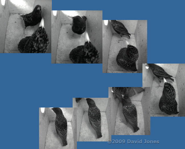 Male /female sequence in Starling box - 2