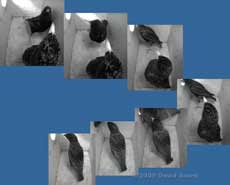 Male /female sequence in Starling box - 2