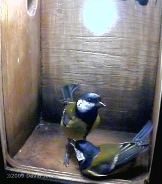 Great Tit pair interaction in nestbox