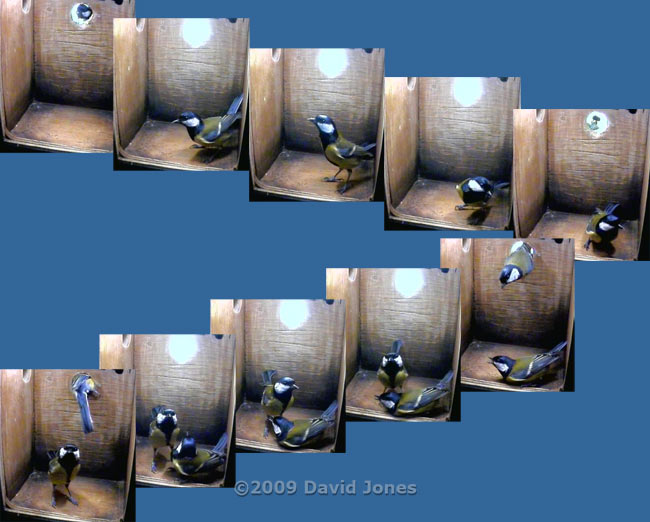 Great Tit pair interaction in nestbox - sequence