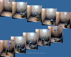 Great Tit pair interaction in nestbox