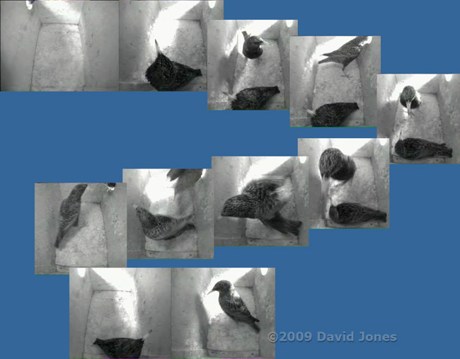 Male/female sequence in Starling box