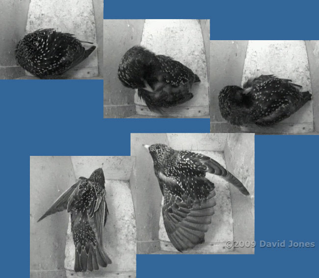 Male Starling preens and stretches in the morning