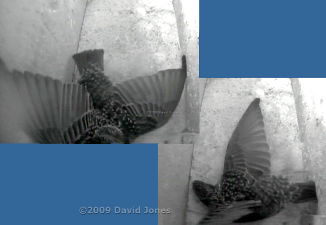 Female Starling shuffles in box L