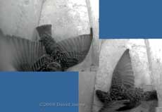 Female Starling shuffles in box L