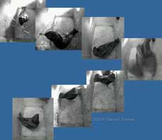 Male Starling brings grass into box R