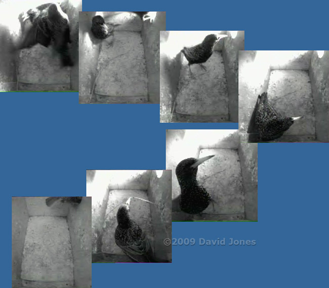 Female Starling removes grass from box R