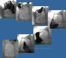 Female Starling removes grass from box R