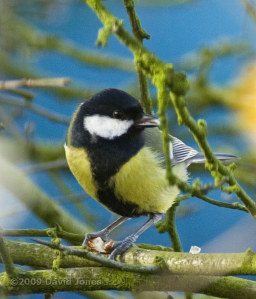 Male Great Tit feeds on peanut