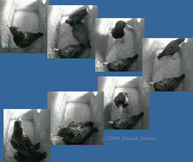 Starling sequence in box R this morning - 1