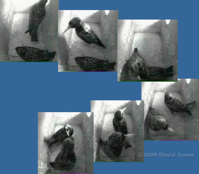 Starling sequence in box R this morning - 2