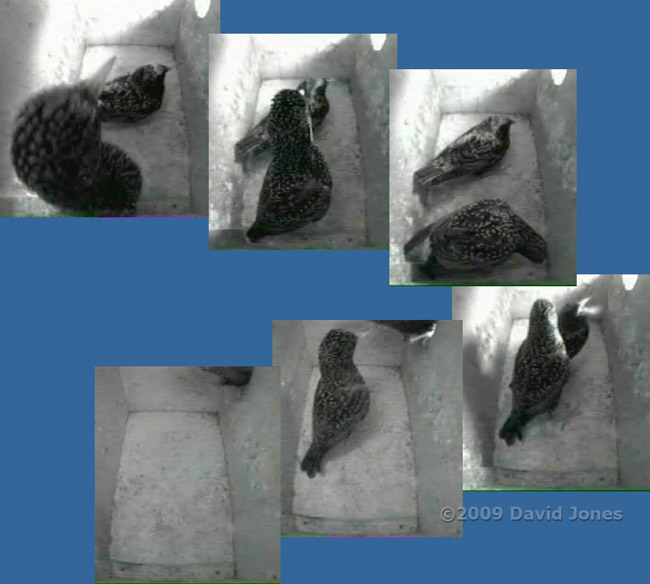 Starling sequence in box R this morning - 3