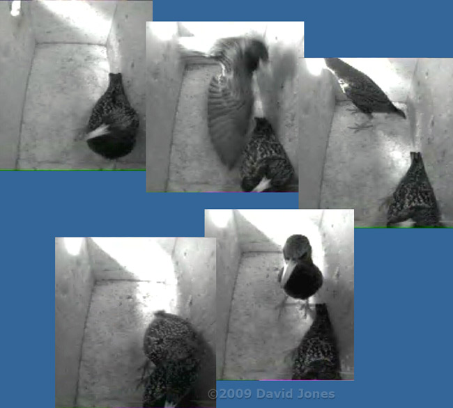 Starling sequence in box L this morning - 1