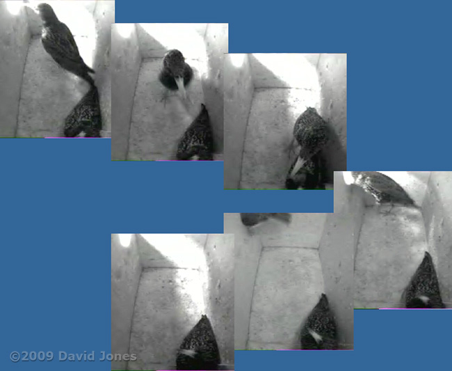 Starling sequence in box L this morning - 2