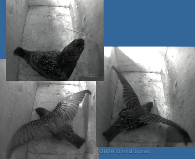 Starling female brings straw and shuffles