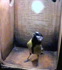 Great Tit female inspects nest box