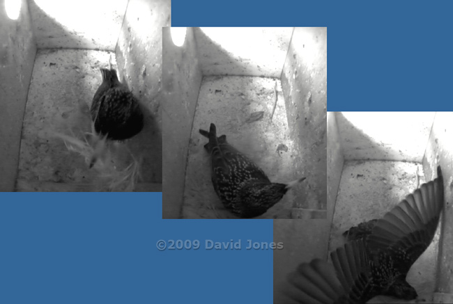 Starling male brings feather(?) and shuffles