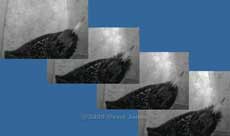 Starling male displays during calls