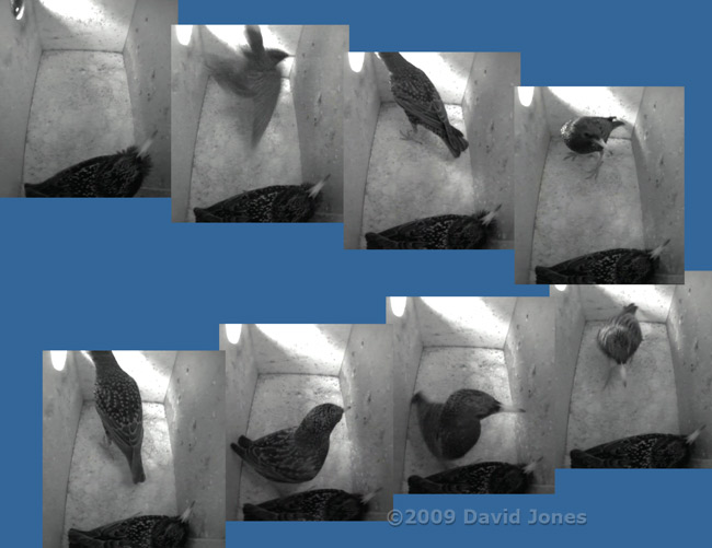 Starling sequence in box L this morning - 1