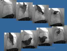 Starling sequence in box L this morning - 1