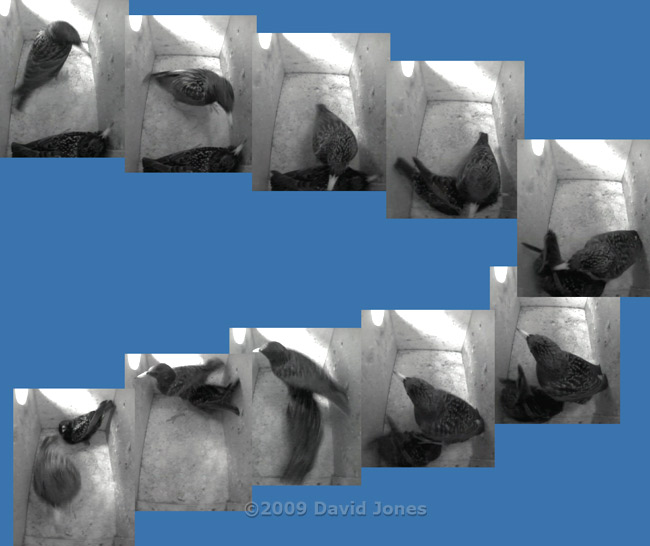 Starling sequence in box L this morning - 2