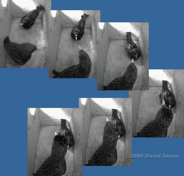 Starling sequence in box L this morning - 3