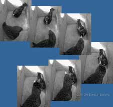 Starling sequence in box L this morning - 3