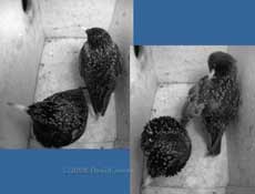 Starlings roosting together tonight