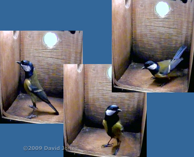 Great Tit male inspects the nestbox at 4.58pm