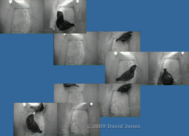 The Starlings prepare to roost - 1