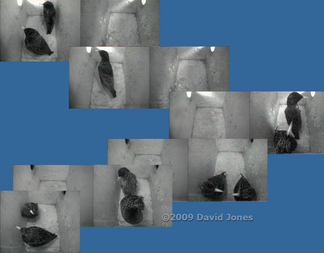 The Starlings prepare to roost - 2